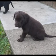 Labrador Retriever - Both
