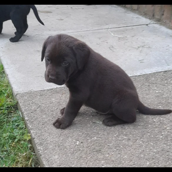 Labrador Retriever - Both