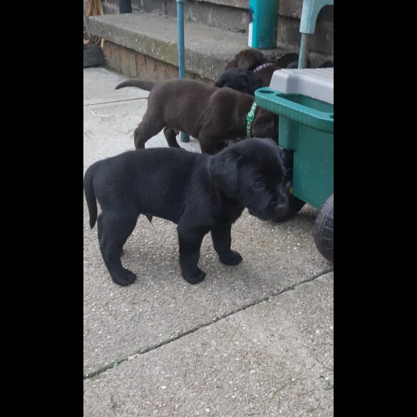 Labrador Retriever - Both
