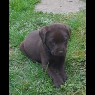 Labrador Retriever - Both