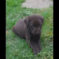 Labrador Retriever - Both