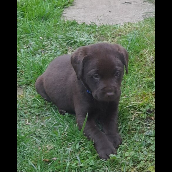 Labrador Retriever - Both