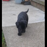 Labrador Retriever - Both