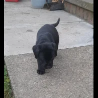 Labrador Retriever - Both