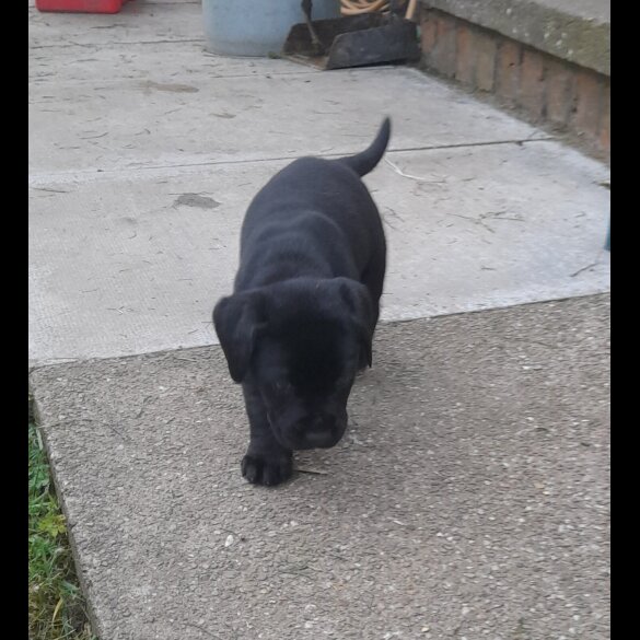 Labrador Retriever - Both