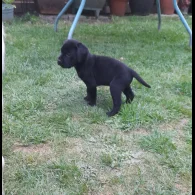 Labrador Retriever - Both
