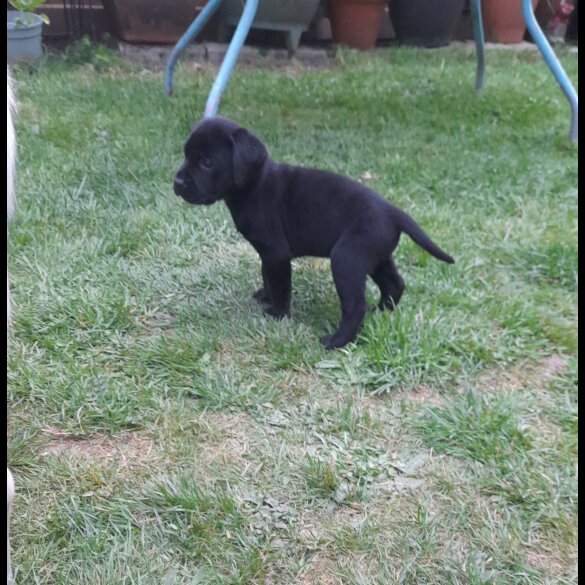Labrador Retriever - Both
