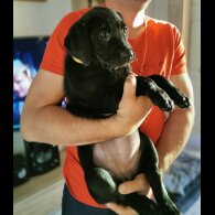 Labrador Retriever - Both