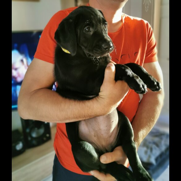 Labrador Retriever - Both