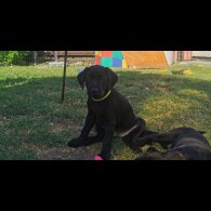 Labrador Retriever - Both
