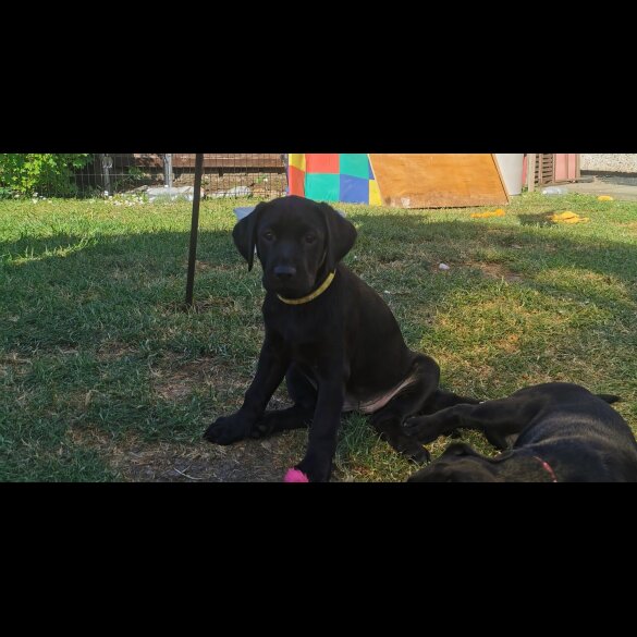 Labrador Retriever - Both