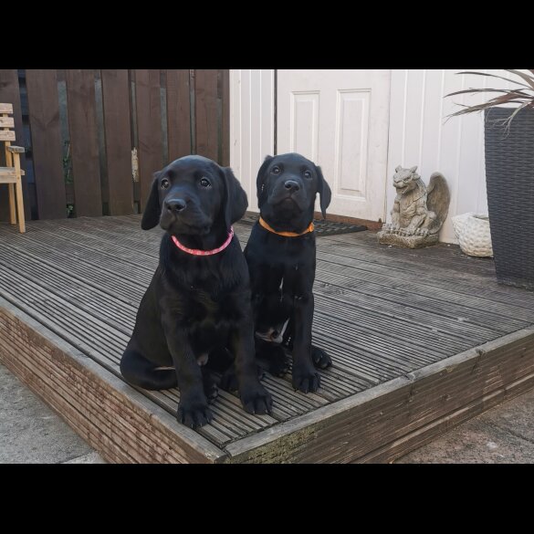 Labrador Retriever - Both