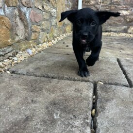 Labrador Retriever - Both