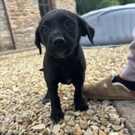 Labrador Retriever - Both