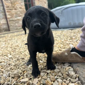 Labrador Retriever - Both