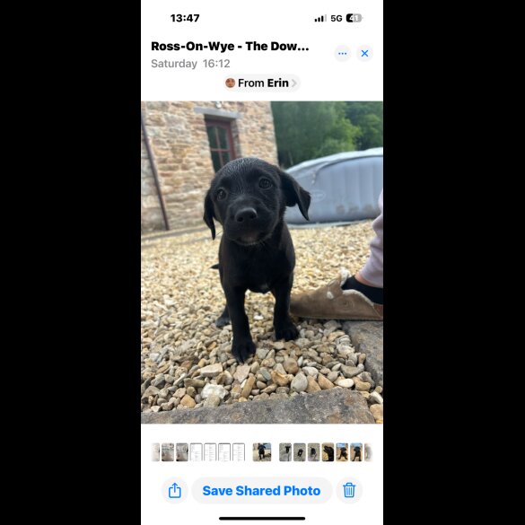 Labrador Retriever - Both