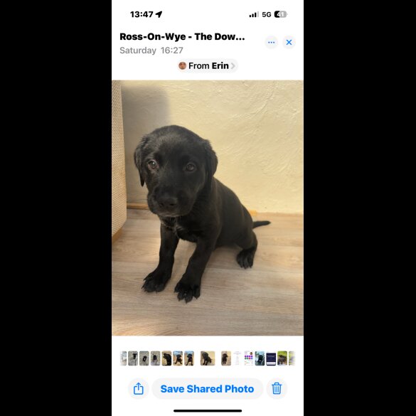 Labrador Retriever - Both