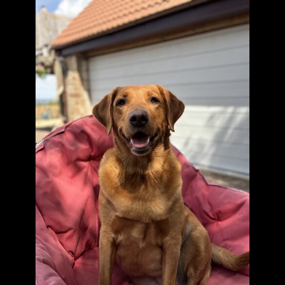 Labrador Retriever - Both