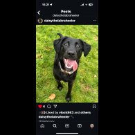 Labrador Retriever - Both