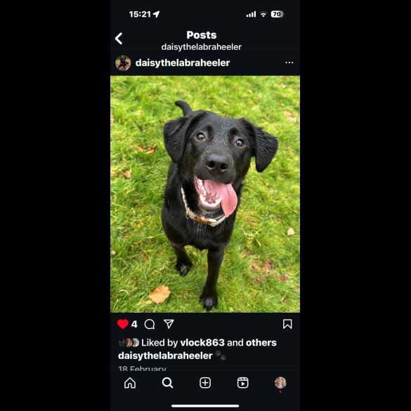 Labrador Retriever - Both