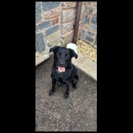 Labrador Retriever - Both