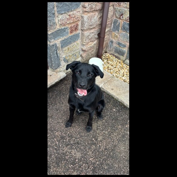 Labrador Retriever - Both