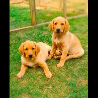 Labrador Retriever - Both