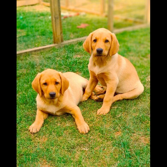 Labrador Retriever - Both