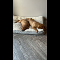 Labrador Retriever - Dogs