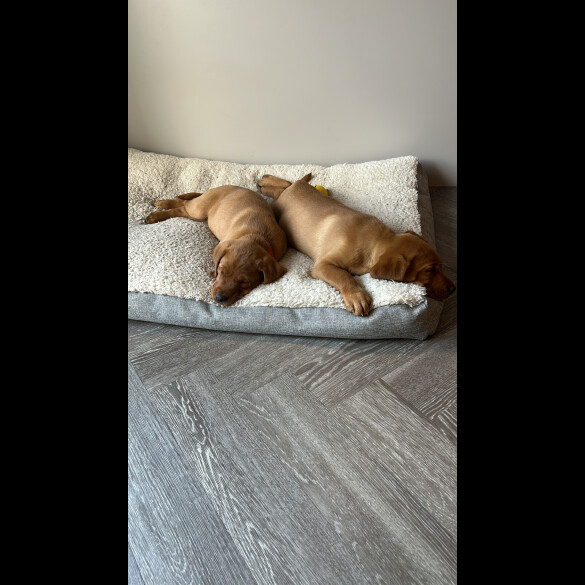 Labrador Retriever - Dogs