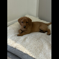 Labrador Retriever - Dogs