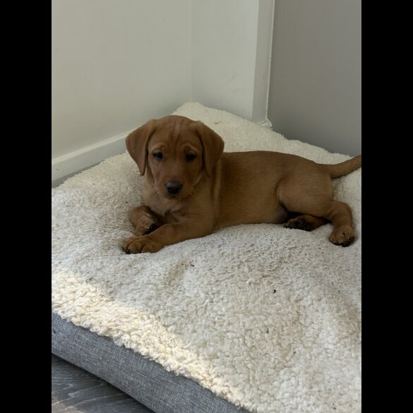 Labrador Retriever - Dogs