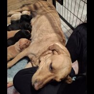 Labrador Retriever - Both