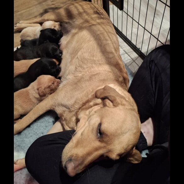 Labrador Retriever - Both