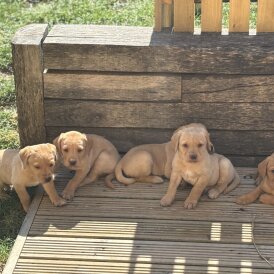 Labrador Retriever - Both