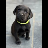 Labrador Retriever - Both
