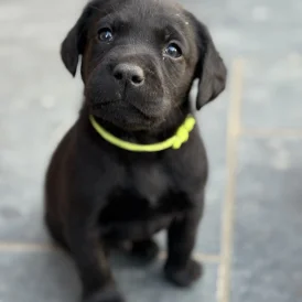 Labrador Retriever - Both