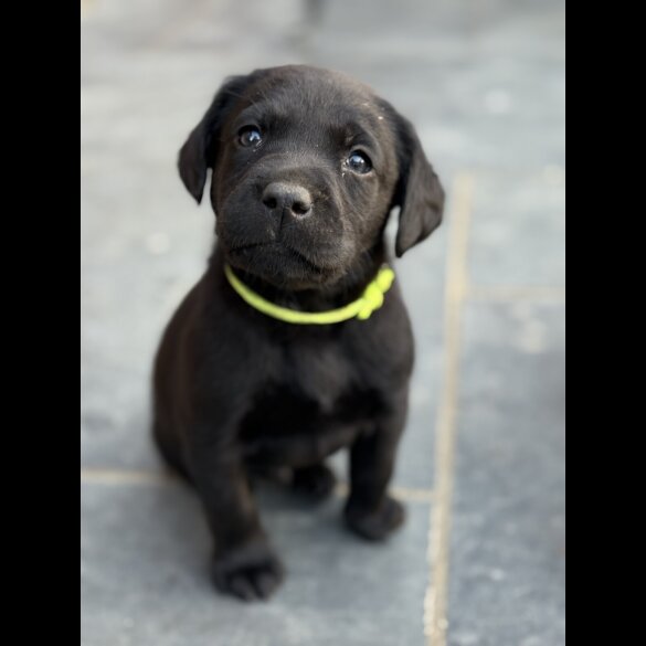 Labrador Retriever - Both