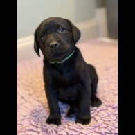 Labrador Retriever - Both