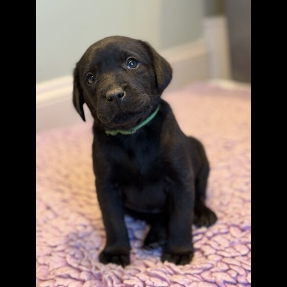 Labrador Retriever - Both