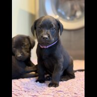 Labrador Retriever - Both
