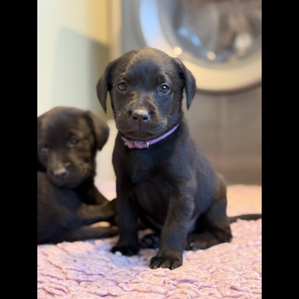Labrador Retriever - Both