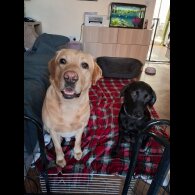 Labrador Retriever - Both