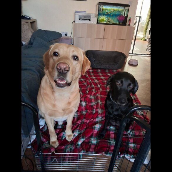 Labrador Retriever - Both