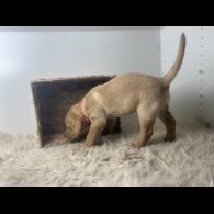 Labrador Retriever - Dogs