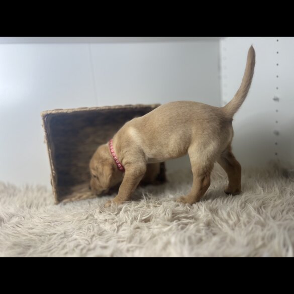 Labrador Retriever - Dogs