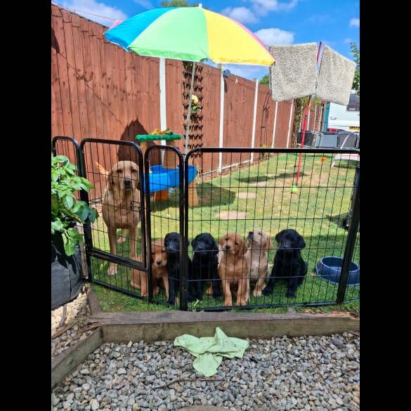 Labrador Retriever - Both