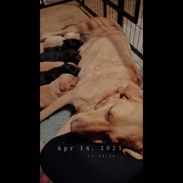 Labrador Retriever - Both
