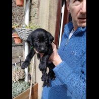 Labrador Retriever - Both