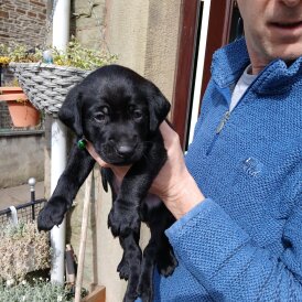 Labrador Retriever - Both